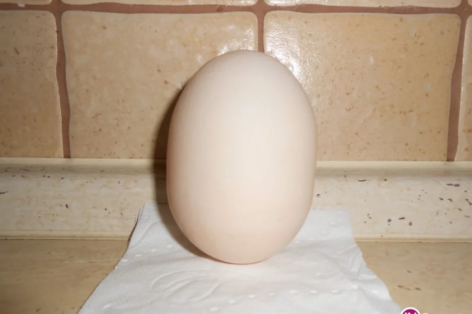 Kura zniosła rekordowe jajo! - zdjęcie 3