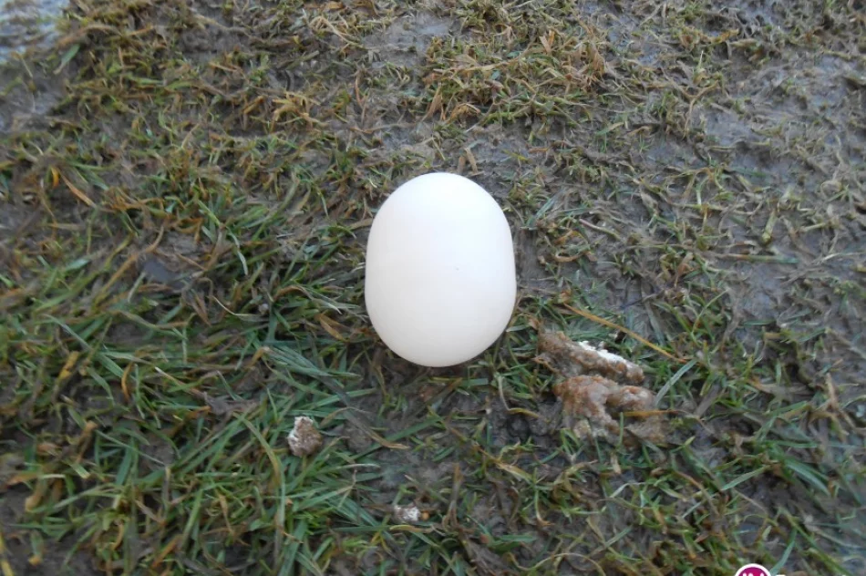 Kura zniosła rekordowe jajo! - zdjęcie 4