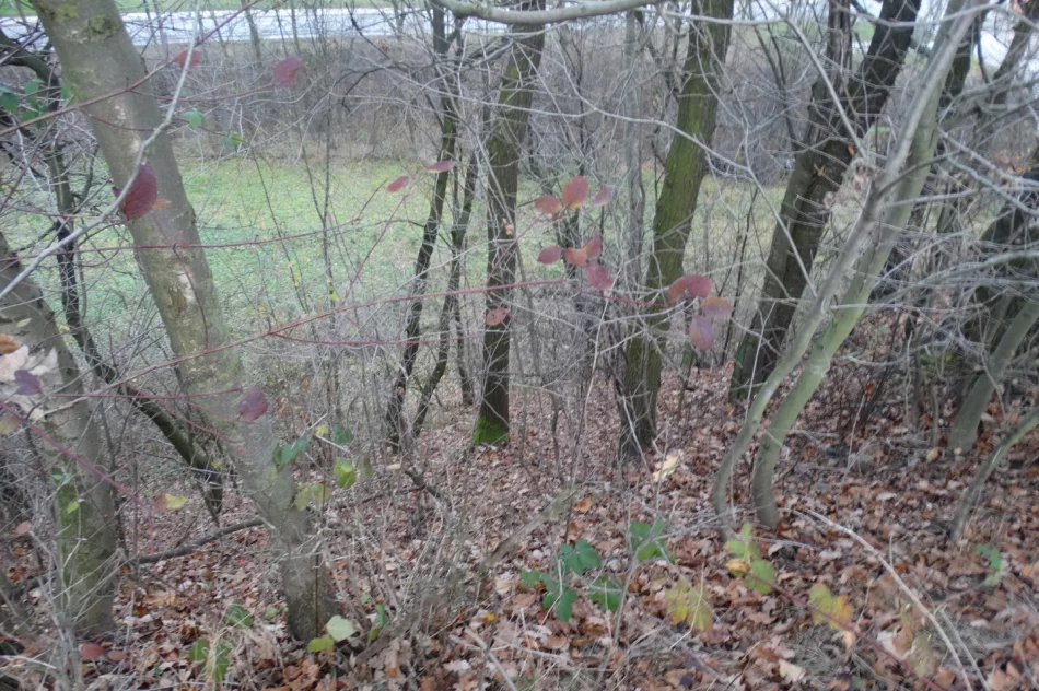 Starożytny gród w Męcinie? – mity i badania - zdjęcie 2