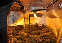 26-latek i jego 19-letnia partnerka zorganizowali na budowie plantację konopii - zdjęcie główne