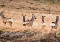 Pracownicy nadleśnictwa i myśliwi prowadzili inwentaryzację zwierzyny - zdjęcie główne