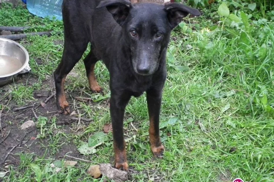 Pieski szukają nowego domu - zdjęcie 2