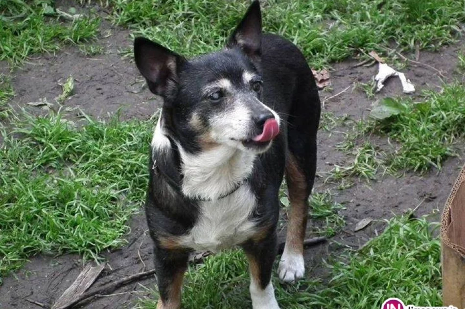 Pieski szukają nowego domu - zdjęcie 3