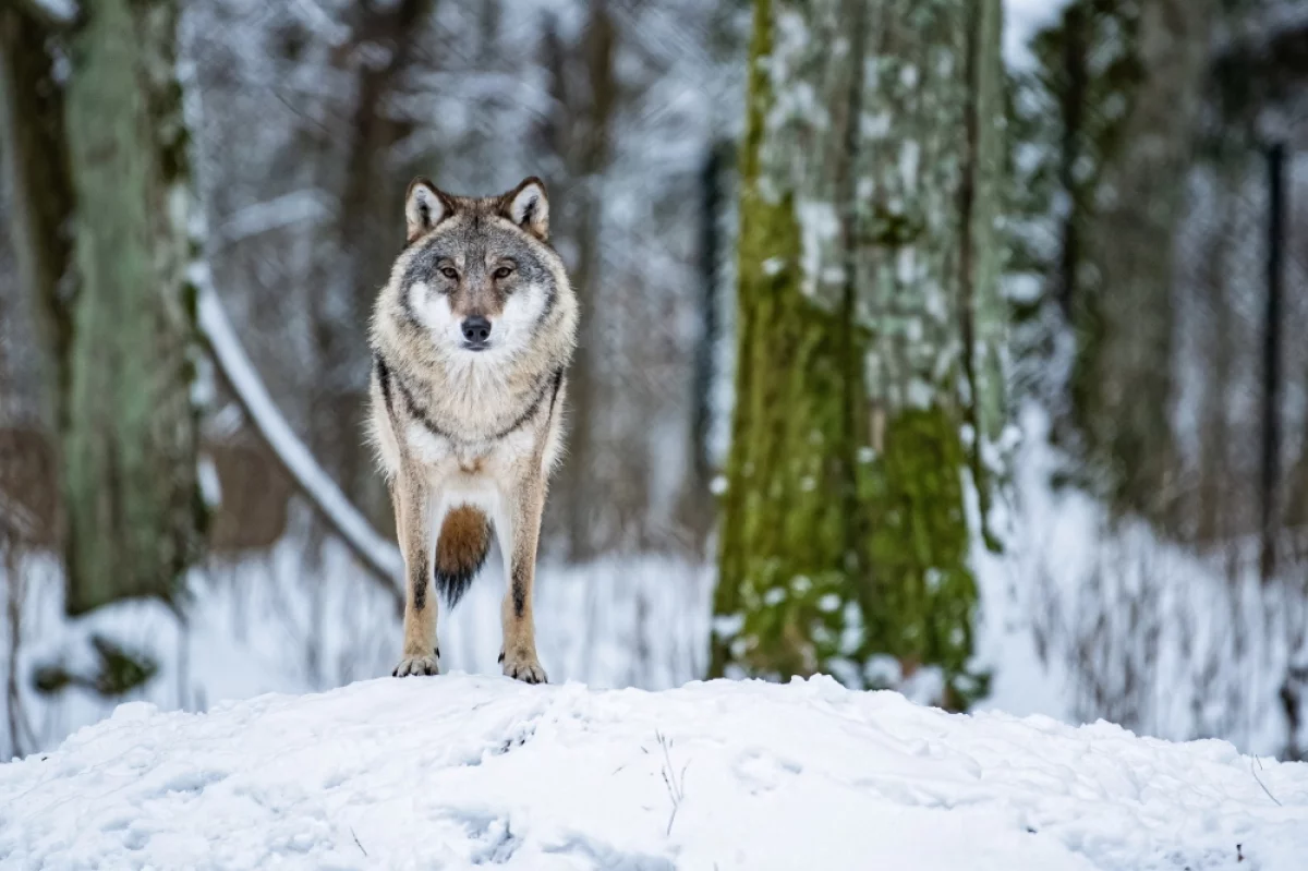 Szef PZŁ chce rozpatrzenia koncepcji kontrolowanego zabijania wilków