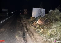 Wiatr powalił drzewa. Część miejscowości bez prądu - zdjęcie główne