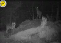 Łania kilka godzin broniła się przed atakiem wilka - zdjęcie główne