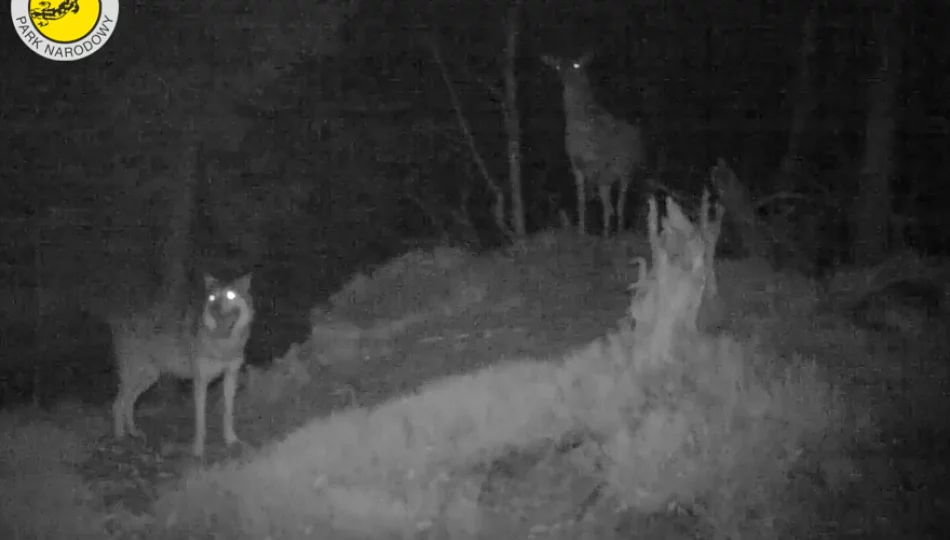 Łania kilka godzin broniła się przed atakiem wilka - zdjęcie 1