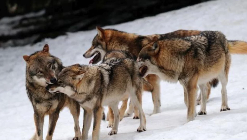 Podchodźmy ostrożnie do rewelacji o atakach wilków na ludzi - zdjęcie 1