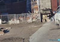 "Często widzimy biedę. Ale jest też niedbalstwo i nieporadność" - kolejne interwencje w sprawie zwierząt - zdjęcie główne