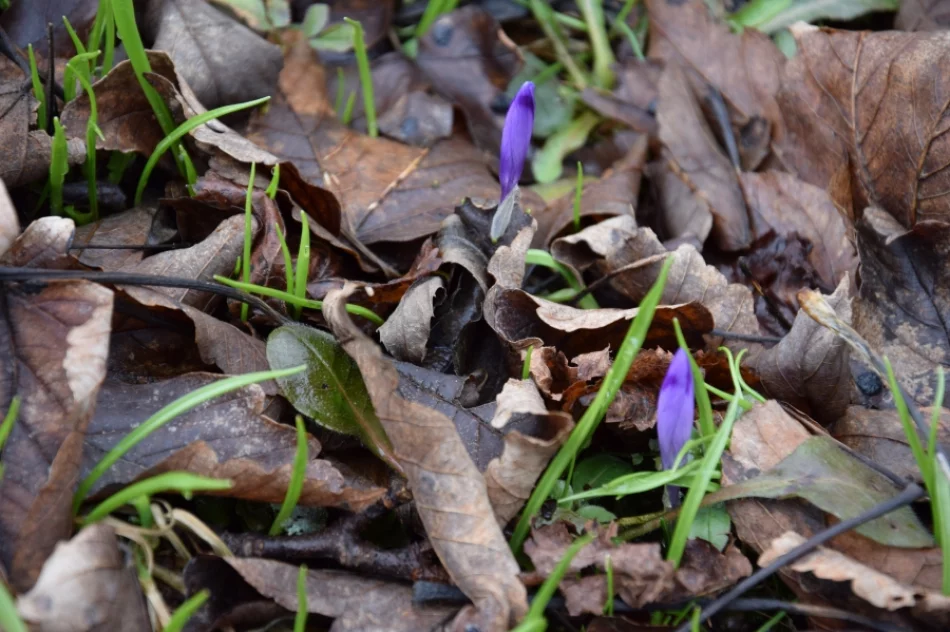 Dziedzictwo przyrodnicze regionu magnesem na turystów - zdjęcie 10