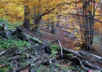 Gorce w Naturze 2000 - zdjęcie główne