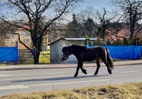 Koń przechadzał się drogą krajową i powodował utrudnienia - zdjęcie główne
