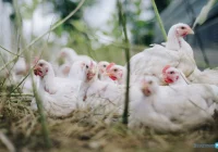 Podejrzenie ptasiej grypy w trzech gospodarstwach na Limanowszczyźnie - zdjęcie główne