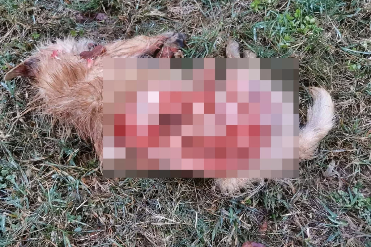 Wilki zabiły psa w pobliżu domostw