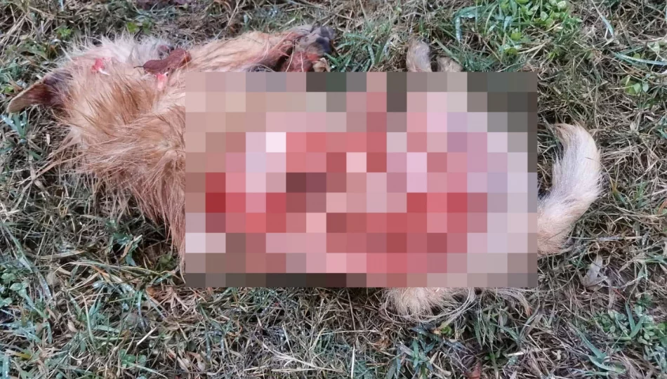 Wilki zabiły psa w pobliżu domostw - zdjęcie 1