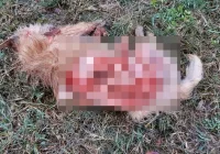 Wilki zabiły psa w pobliżu domostw - zdjęcie główne