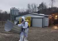 Zutylizowano 19 tysięcy kur w związku z ptasią grypą - zdjęcie główne