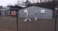 Zutylizowano 19 tysięcy kur w związku z ptasią grypą - zdjęcie 3