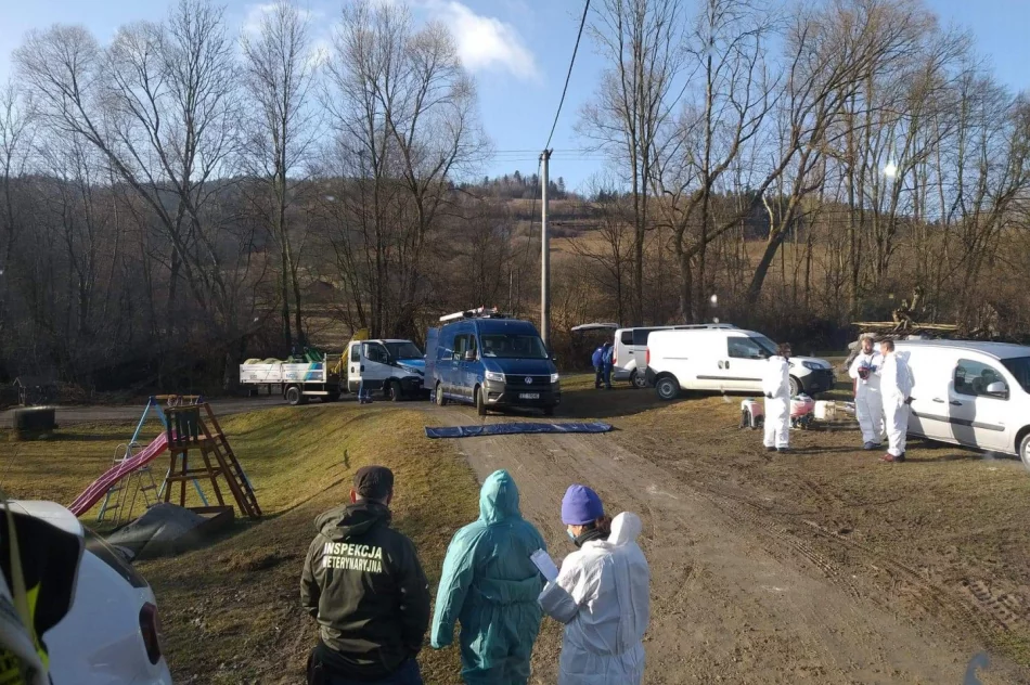 Zutylizowano 19 tysięcy kur w związku z ptasią grypą - zdjęcie 8