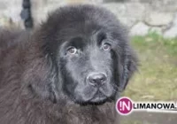 Skradziono psy, właścicielka prosi o pomoc - zdjęcie główne