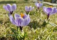 Początek astronomicznej wiosny. Ciekawe obiekty i zjawiska astronomiczne - zdjęcie główne