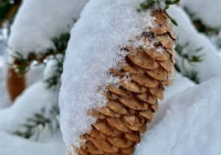 Synoptyczna prognoza pogody na najbliższy tydzień - od czwartku silny wiatr - zdjęcie główne