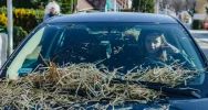 Wiekowa tradycja związana z tatarskim najazdem - zdjęcie 3