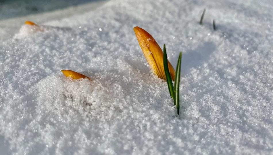 Od deszczu ze śniegiem po wybuch wiosny i 18 stopni! [PROGNOZA] - zdjęcie 1