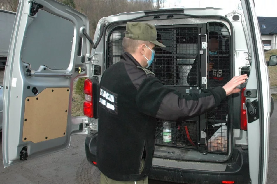 Z Serbii do Węgier przeszli pieszo, na Limanowszczyznę przyjechali pod naczepą - zdjęcie 2