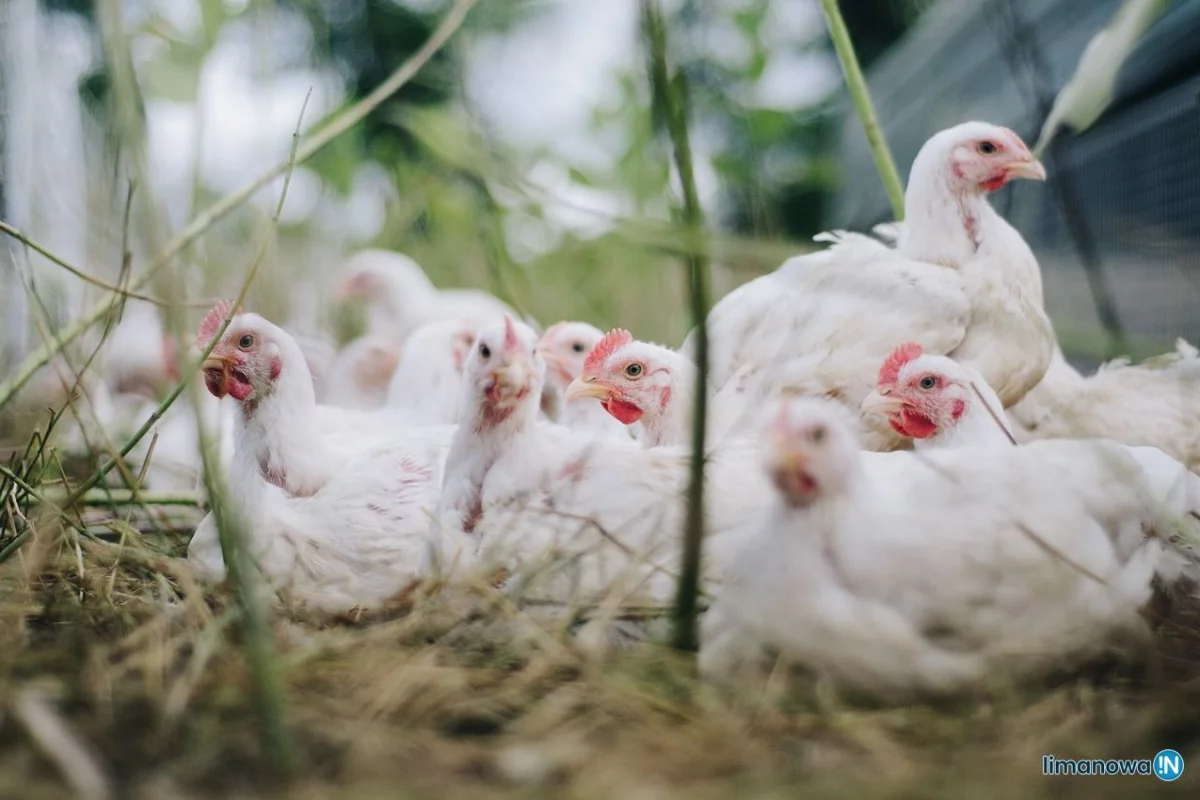 Podejrzenie ptasiej grypy w kolejnym gospodarstwie na Limanowszczyźnie