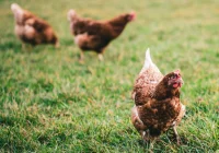 Potwierdzono kolejne ognisko ptasiej grypy na Limanowszczyźnie - zdjęcie główne