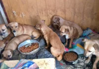 Ponad 30 psów żyło w jednym pomieszczeniu domu. Czworonogi zostały odebrane - zdjęcie główne