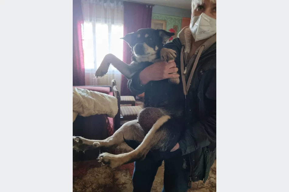 Ponad 30 psów żyło w jednym pomieszczeniu domu. Czworonogi zostały odebrane - zdjęcie 2