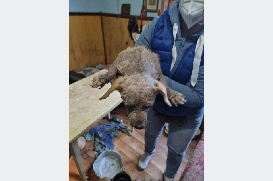 Ponad 30 psów żyło w jednym pomieszczeniu domu. Czworonogi zostały odebrane - zdjęcie 3