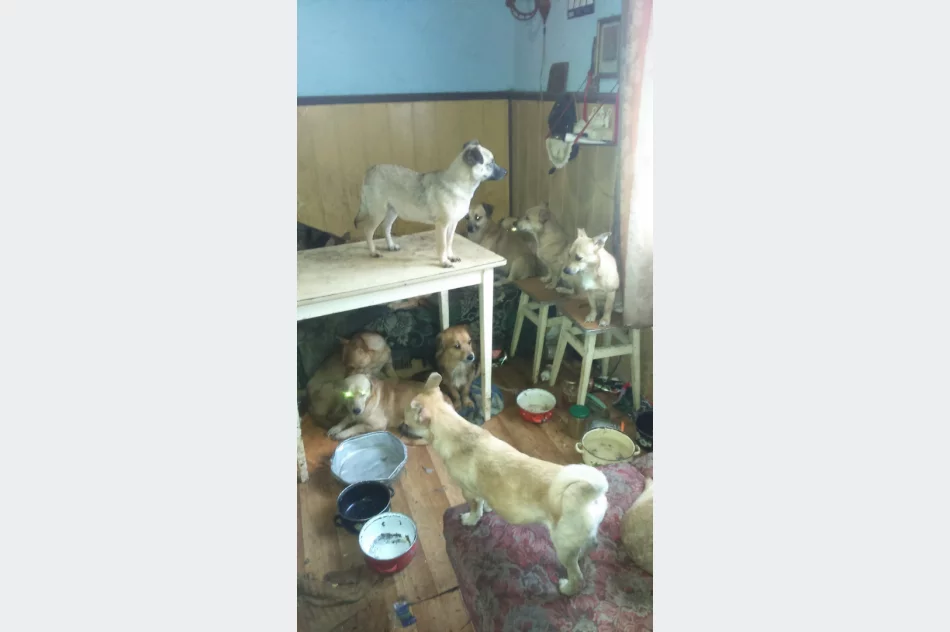 Ponad 30 psów żyło w jednym pomieszczeniu domu. Czworonogi zostały odebrane - zdjęcie 4