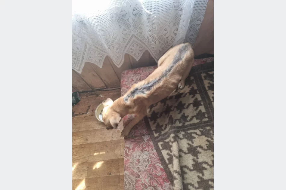 Ponad 30 psów żyło w jednym pomieszczeniu domu. Czworonogi zostały odebrane - zdjęcie 6