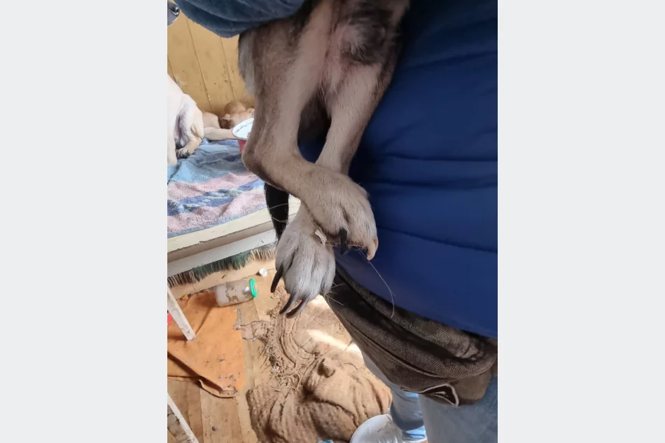 Ponad 30 psów żyło w jednym pomieszczeniu domu. Czworonogi zostały odebrane - zdjęcie 7