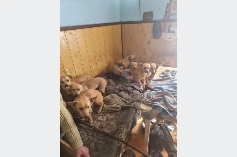 Ponad 30 psów żyło w jednym pomieszczeniu domu. Czworonogi zostały odebrane - zdjęcie 8