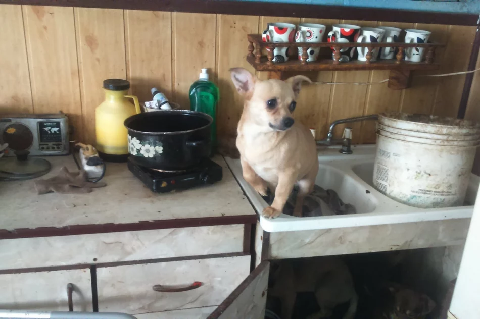 Ponad 30 psów żyło w jednym pomieszczeniu domu. Czworonogi zostały odebrane - zdjęcie 9