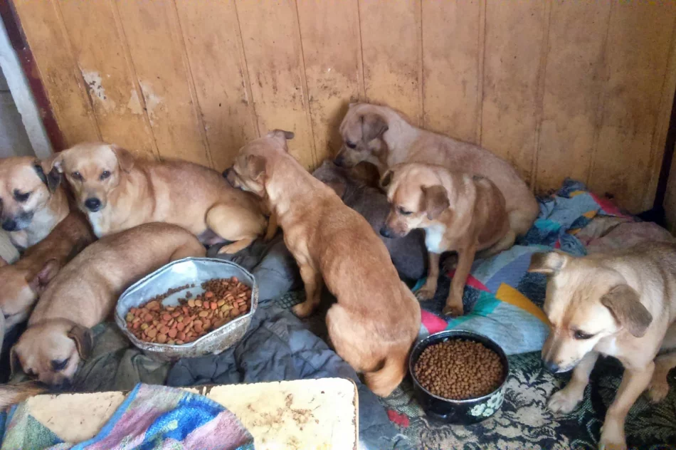 Ponad 30 psów żyło w jednym pomieszczeniu domu. Czworonogi zostały odebrane - zdjęcie 10