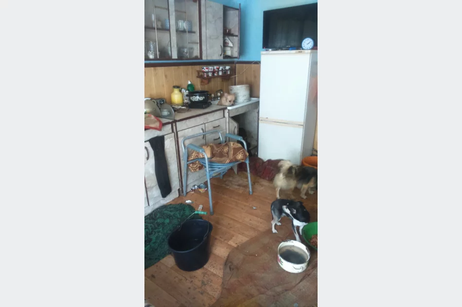 Ponad 30 psów żyło w jednym pomieszczeniu domu. Czworonogi zostały odebrane - zdjęcie 11