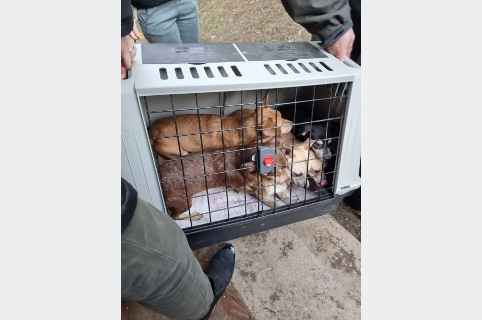 Ponad 30 psów żyło w jednym pomieszczeniu domu. Czworonogi zostały odebrane - zdjęcie 12