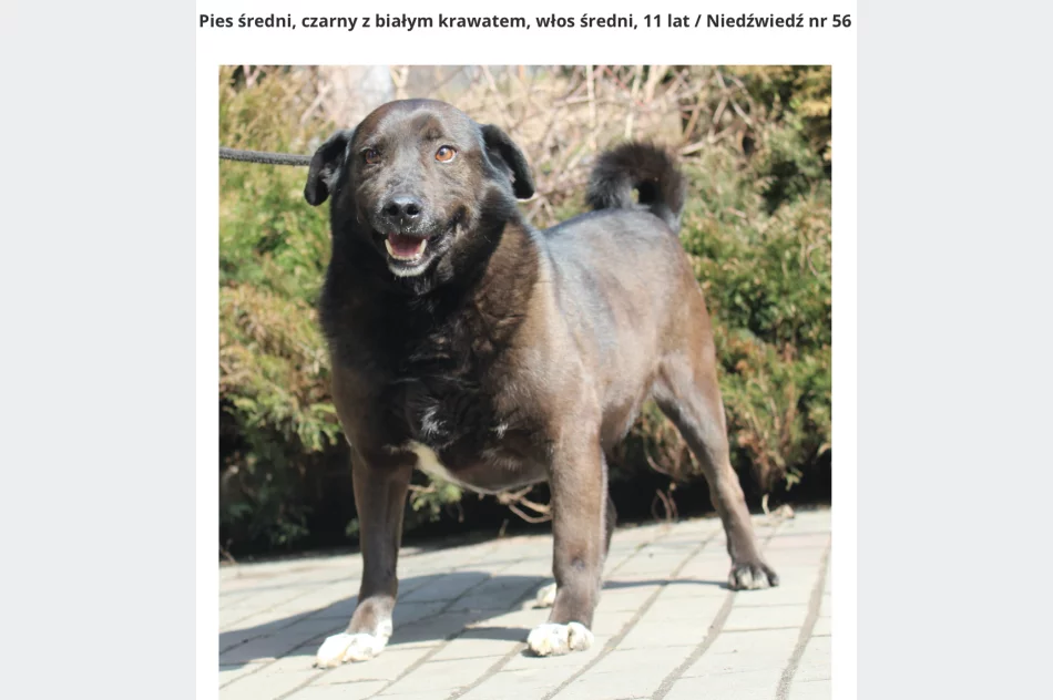 Gmina zachęca do adopcji psów ze schroniska - zdjęcie 2