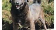 Gmina zachęca do adopcji psów ze schroniska - zdjęcie 2