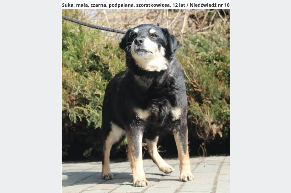 Gmina zachęca do adopcji psów ze schroniska - zdjęcie 3