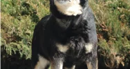Gmina zachęca do adopcji psów ze schroniska - zdjęcie 3