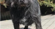 Gmina zachęca do adopcji psów ze schroniska - zdjęcie 4