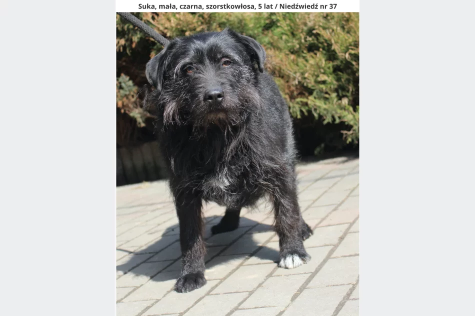 Gmina zachęca do adopcji psów ze schroniska - zdjęcie 4