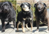 Gmina zachęca do adopcji psów ze schroniska - zdjęcie główne