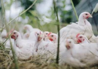 Ognisko ptasiej grypy oficjalnie potwierdzone, dwa inne przypadki wykluczyły badania - zdjęcie główne